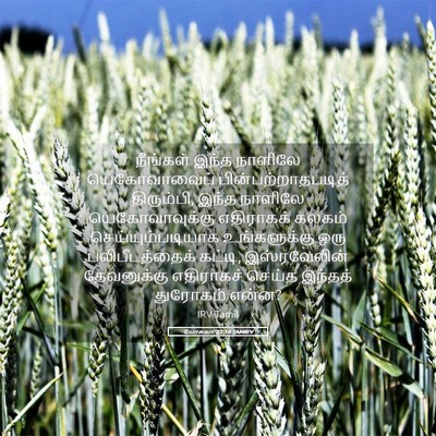 Picture 05 - யோசுவா 22:16 TAMIRV - நீங்கள் இந்த - Bible Verse Picture