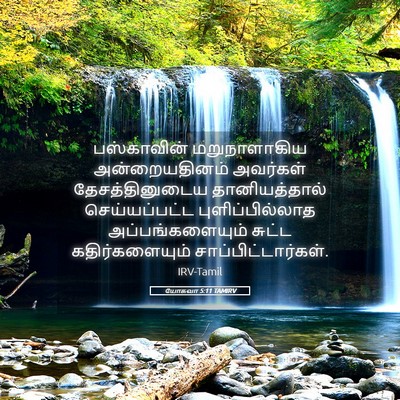 Picture 05 - யோசுவா 5:11 TAMIRV - பஸ்காவின் - Bible Verse Picture