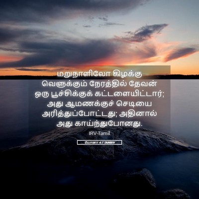 Picture 05 - யோனா 4:7 TAMIRV - மறுநாளிலோ கிழக்கு - Bible Verse Picture