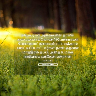 Picture 05 - யோபு 1:15 TAMIRV - சபேயர்கள் அவைகளை - Bible Verse Picture