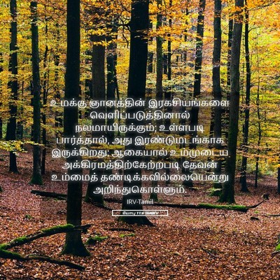 Picture 05 - யோபு 11:6 TAMIRV - உமக்கு ஞானத்தின் - Bible Verse Picture