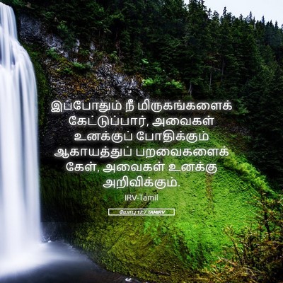 Picture 05 - யோபு 12:7 TAMIRV - இப்போதும் நீ - Bible Verse Picture