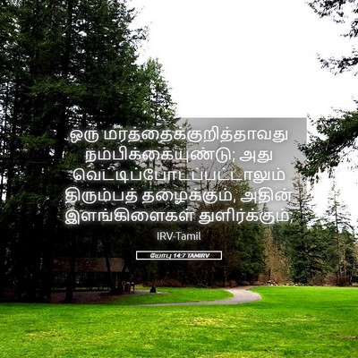 Picture 05 - யோபு 14:7 TAMIRV - ஒரு - Bible Verse Picture