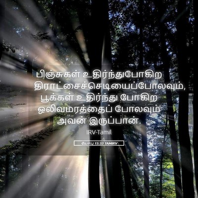 Picture 05 - யோபு 15:33 TAMIRV - பிஞ்சுகள் - Bible Verse Picture