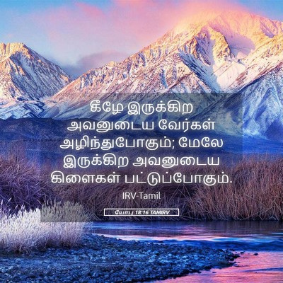 Picture 05 - யோபு 18:16 TAMIRV - கீழே இருக்கிற - Bible Verse Picture