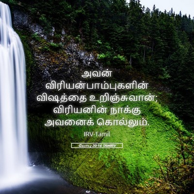 Picture 05 - யோபு 20:16 TAMIRV - அவன் - Bible Verse Picture