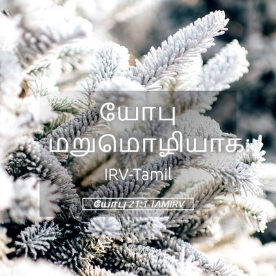 Picture 05 - யோபு 21:1 TAMIRV - யோபு - Bible Verse Picture