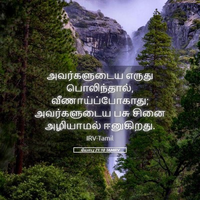 Picture 05 - யோபு 21:10 TAMIRV - அவர்களுடைய எருது - Bible Verse Picture