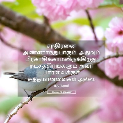 Picture 05 - யோபு 25:5 TAMIRV - சந்திரனை - Bible Verse Picture