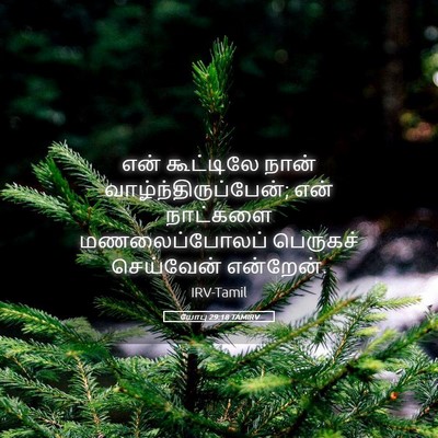 Picture 05 - யோபு 29:18 TAMIRV - என் கூட்டிலே நான் - Bible Verse Picture