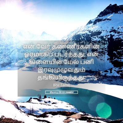 Picture 05 - யோபு 29:19 TAMIRV - என் வேர் - Bible Verse Picture