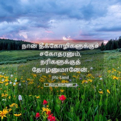 Picture 05 - யோபு 30:29 TAMIRV - நான் - Bible Verse Picture