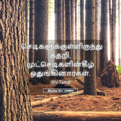 Picture 05 - யோபு 30:7 TAMIRV -  - Bible Verse Picture