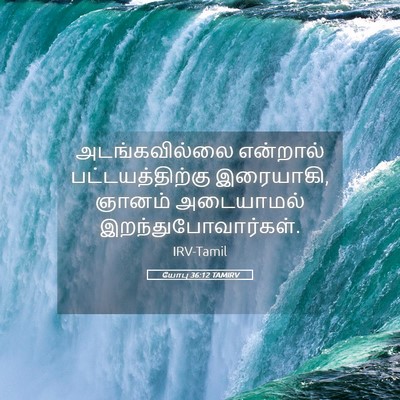 Picture 05 - யோபு 36:12 TAMIRV - அடங்கவில்லை - Bible Verse Picture
