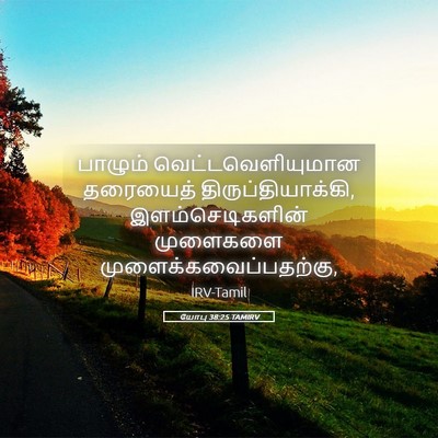 Picture 05 - யோபு 38:25 TAMIRV - பாழும் - Bible Verse Picture