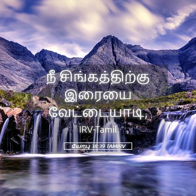 Picture 05 - யோபு 38:39 TAMIRV - நீ சிங்கத்திற்கு - Bible Verse Picture