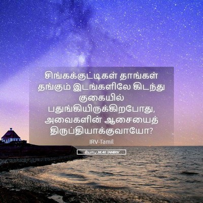 Picture 05 - யோபு 38:40 TAMIRV - சிங்கக்குட்டிகள் - Bible Verse Picture