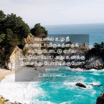 Picture 05 - யோபு 39:10 TAMIRV - வயலில் உழ நீ - Bible Verse Picture