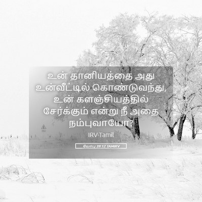 Picture 05 - யோபு 39:12 TAMIRV - உன் தானியத்தை அது - Bible Verse Picture