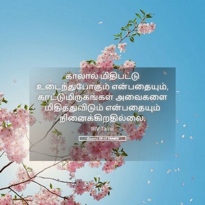 Picture 05 - யோபு 39:15 TAMIRV - காலால் மிதிபட்டு - Bible Verse Picture
