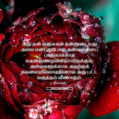 Picture 05 - யோபு 39:16 TAMIRV - அது தன் குஞ்சுகள் - Bible Verse Picture