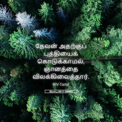 Picture 05 - யோபு 39:17 TAMIRV - தேவன் அதற்குப் - Bible Verse Picture