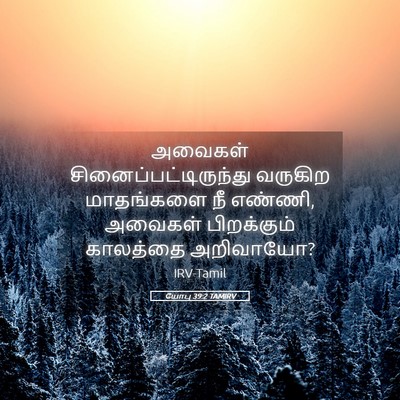 Picture 05 - யோபு 39:2 TAMIRV - அவைகள் - Bible Verse Picture