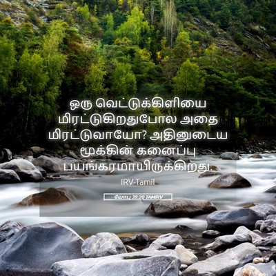 Picture 05 - யோபு 39:20 TAMIRV - ஒரு - Bible Verse Picture