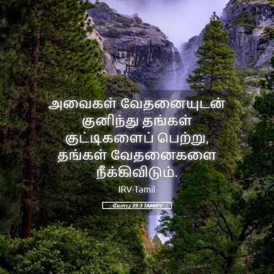 Picture 05 - யோபு 39:3 TAMIRV - அவைகள் வேதனையுடன் - Bible Verse Picture