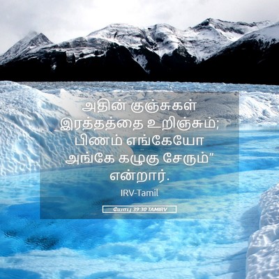 Picture 05 - யோபு 39:30 TAMIRV - அதின் குஞ்சுகள் - Bible Verse Picture