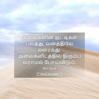 Picture 05 - யோபு 39:4 TAMIRV - அவைகளின் - Bible Verse Picture