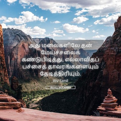 Picture 05 - யோபு 39:8 TAMIRV - அது மலைகளிலே தன் - Bible Verse Picture