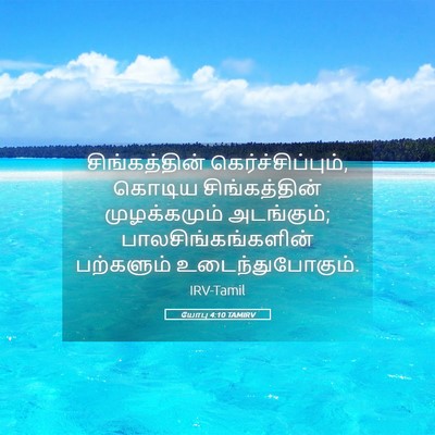 Picture 05 - யோபு 4:10 TAMIRV - சிங்கத்தின் - Bible Verse Picture