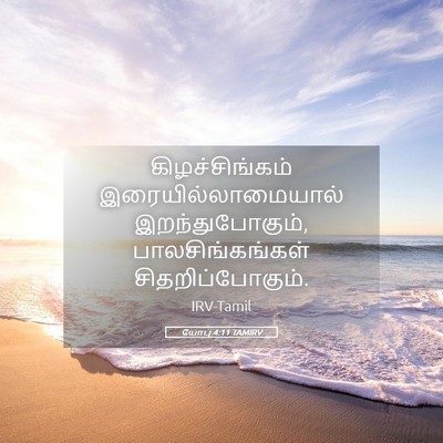 Picture 05 - யோபு 4:11 TAMIRV - கிழச்சிங்கம் - Bible Verse Picture