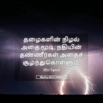 Picture 05 - யோபு 40:22 TAMIRV - தழைகளின் நிழல் - Bible Verse Picture