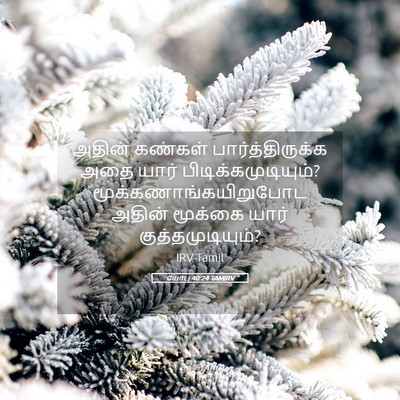 Picture 05 - யோபு 40:24 TAMIRV - அதின் கண்கள் - Bible Verse Picture
