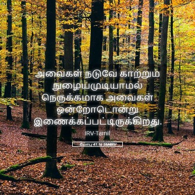 Picture 05 - யோபு 41:16 TAMIRV - அவைகள் நடுவே - Bible Verse Picture