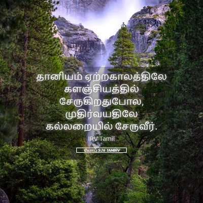 Picture 05 - யோபு 5:26 TAMIRV - தானியம் - Bible Verse Picture