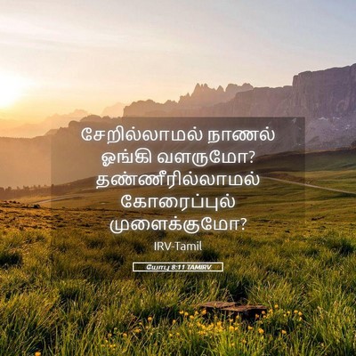 Picture 05 - யோபு 8:11 TAMIRV - சேறில்லாமல் நாணல் - Bible Verse Picture
