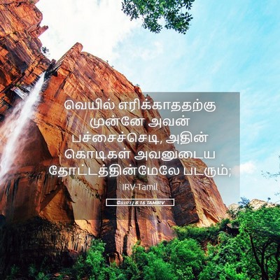 Picture 05 - யோபு 8:16 TAMIRV - வெயில் - Bible Verse Picture