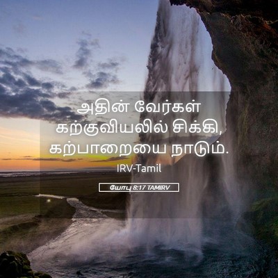 Picture 05 - யோபு 8:17 TAMIRV - அதின் வேர்கள் - Bible Verse Picture