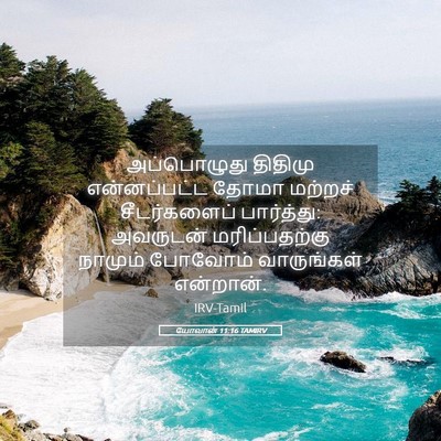 Picture 05 - யோவான் 11:16 TAMIRV - அப்பொழுது திதிமு - Bible Verse Picture