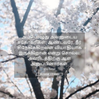 Picture 05 - யோவான் 11:3 TAMIRV - அப்பொழுது அவனுடைய - Bible Verse Picture