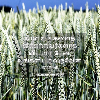 Picture 05 - யோவான் 14:18 TAMIRV - நான் உங்களைத் - Bible Verse Picture