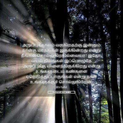 Picture 05 - யோவான் 4:35 TAMIRV - அறுப்புக்காலம் - Bible Verse Picture