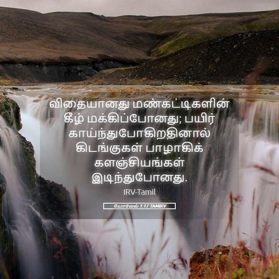 Picture 05 - யோவேல் 1:17 TAMIRV - விதையானது - Bible Verse Picture