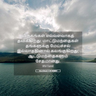 Picture 05 - யோவேல் 1:18 TAMIRV - மிருகங்கள் - Bible Verse Picture