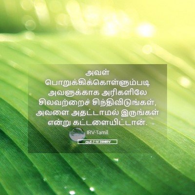 Picture 05 - ரூத் 2:16 TAMIRV - அவள் - Bible Verse Picture