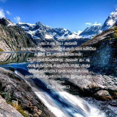 Picture 05 - ரூத் 2:17 TAMIRV - அப்படியே அவள் - Bible Verse Picture