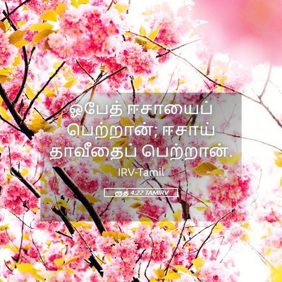 Picture 05 - ரூத் 4:22 TAMIRV - ஓபேத் ஈசாயைப் - Bible Verse Picture